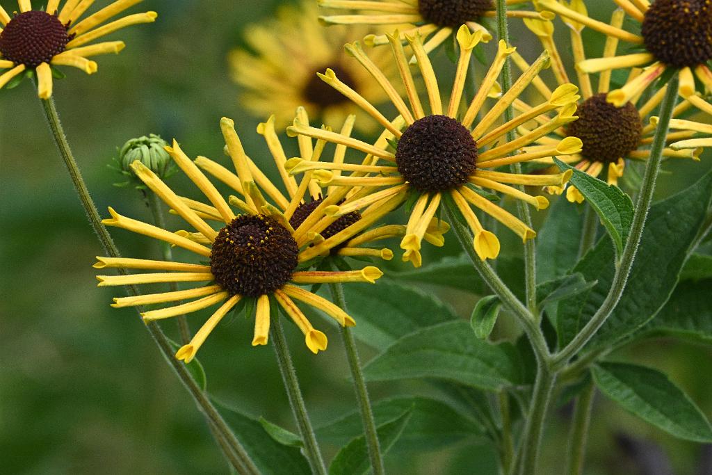 2025-08270227 Tower Hill Botanic Garden, MA.JPG - Black-eyed Susan 'Henry Eilers'. New England Botanic Garden at Tower Hill, MA, 8-27-2025